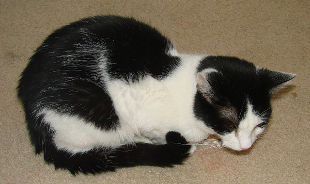 picture of Sweetie AKA Frigga, a Domestic Short Hair white/black