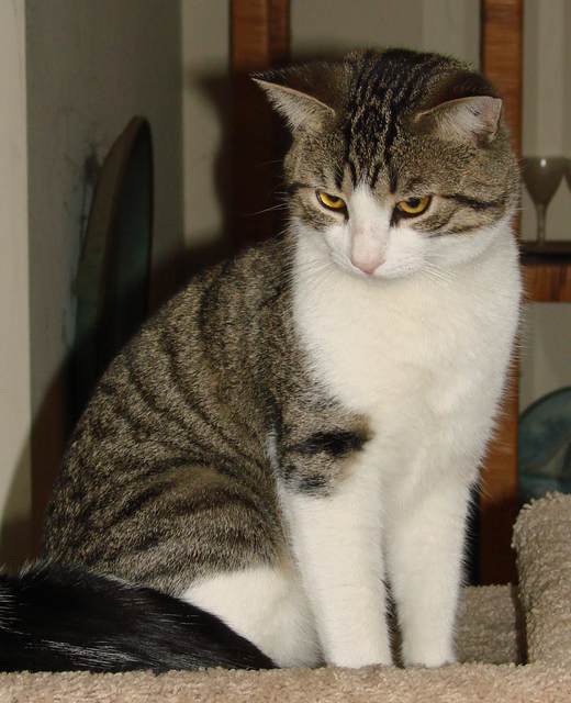 picture of Wotan, a Domestic Short Hair white/tabby