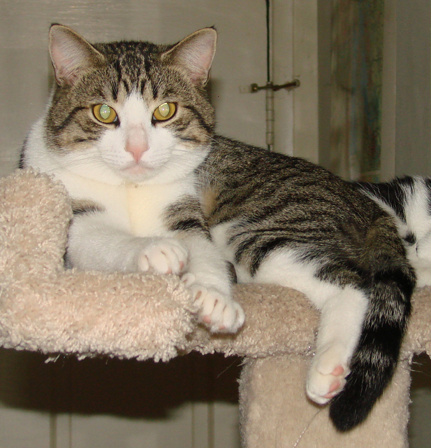 picture of Wotan, a Domestic Short Hair white/tabby