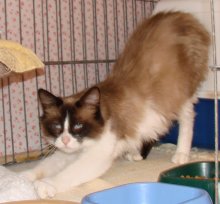 another picture of Rangda, a Siamese/Domestic Medium Hair-x ragdoll