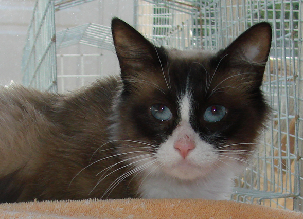 picture of Rangda, a Siamese/Domestic Medium Hair-x ragdoll