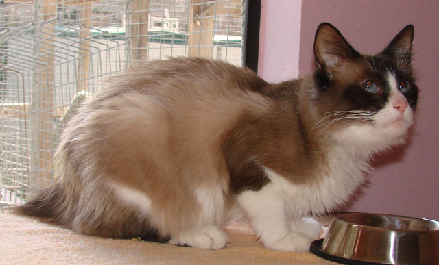 picture of Rangda, a Siamese/Domestic Medium Hair-x ragdoll
