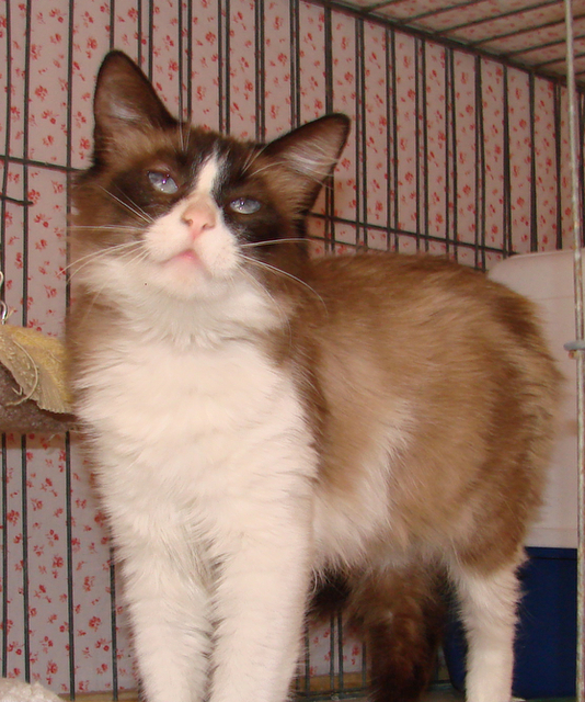 picture of Rangda, a Siamese/Domestic Medium Hair-x ragdoll
