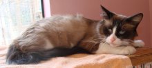 picture of Rangda, a Siamese/Domestic Medium Hair-x ragdoll