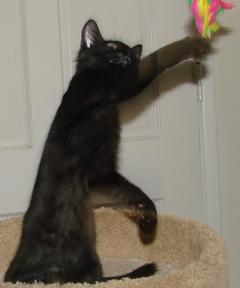 another picture of Frosty, a Domestic Medium Hair black