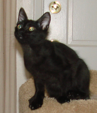 picture of Frosty, a Domestic Medium Hair black