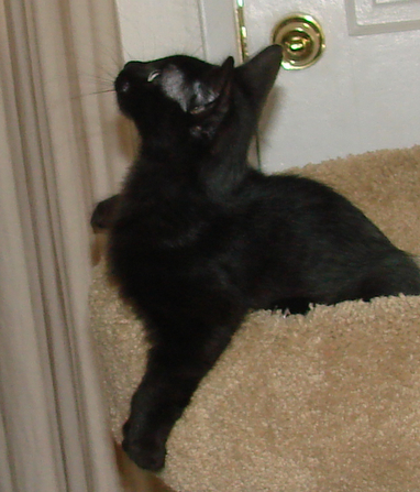 picture of Frosty, a Domestic Medium Hair black