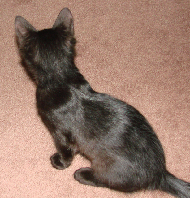 picture of Frosty, a Domestic Medium Hair black