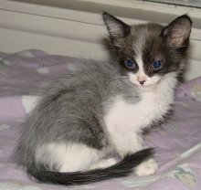 another picture of Icey, a Domestic Medium Hair white/smoke