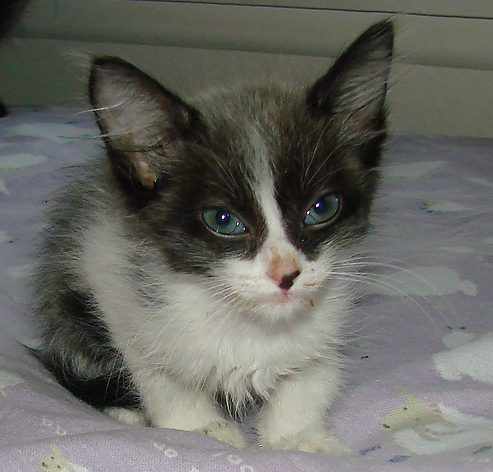 picture of Icey, a Domestic Medium Hair white/smoke