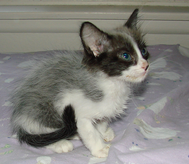 picture of Icey, a Domestic Medium Hair white/smoke
