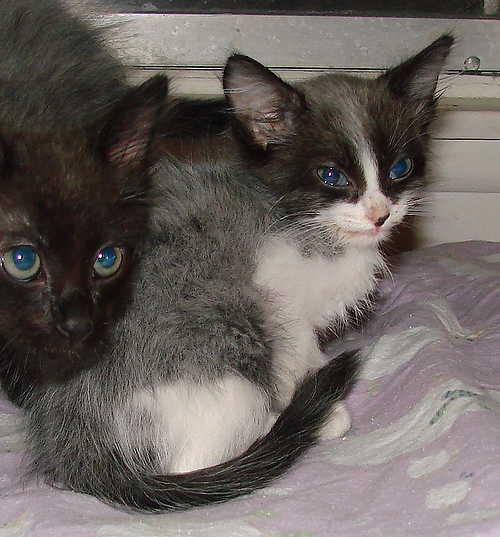 picture of Icey, a Domestic Medium Hair white/smoke