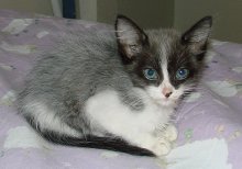 picture of Icey, a Domestic Medium Hair white/smoke
