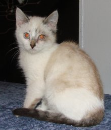 another picture of Val, a Siamese/Domestic Medium Hair-x lynxpoint
