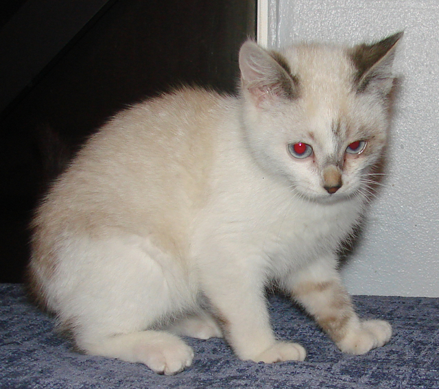 picture of Val, a Siamese/Domestic Medium Hair-x lynxpoint