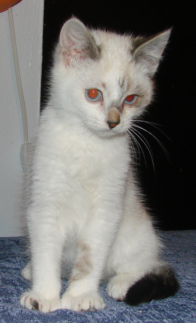 picture of Val, a Siamese/Domestic Medium Hair-x lynxpoint