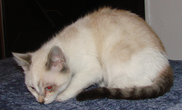 picture of Val, a Siamese/Domestic Medium Hair-x lynxpoint