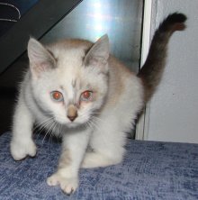 picture of Val, a Siamese/Domestic Medium Hair-x lynxpoint