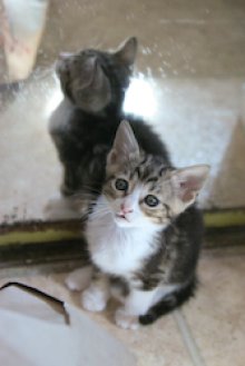 another picture of Rodney, a Domestic Short Hair black/brown tabby/white