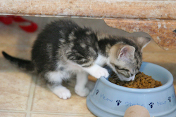 picture of Rodney, a Domestic Short Hair black/brown tabby/white