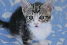 picture of Rodney, a Domestic Short Hair black/brown tabby/white