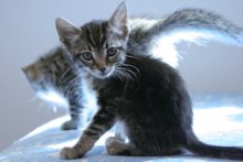 another picture of Rickey, a Domestic Short Hair black/brown tabby