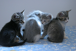 picture of Rickey, a Domestic Short Hair black/brown tabby