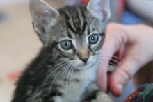 picture of Rickey, a Domestic Short Hair black/brown tabby