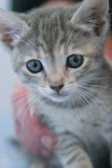 another picture of Bitsy, a Domestic Short Hair light gray tabby
