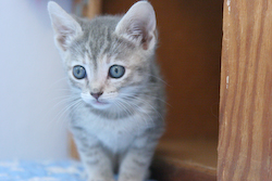 picture of Bitsy, a Domestic Short Hair light gray tabby