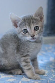 picture of Bitsy, a Domestic Short Hair light gray tabby