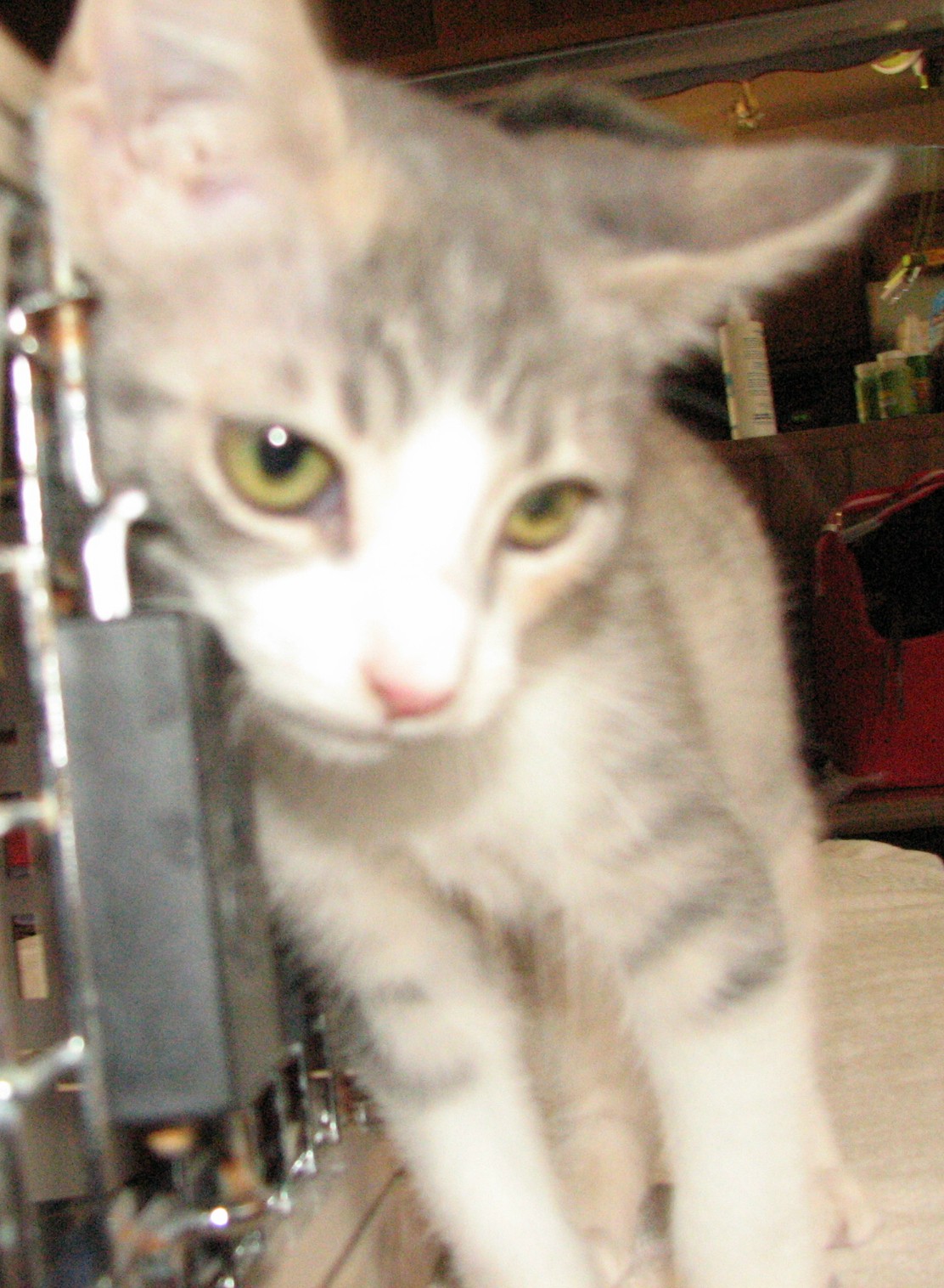 picture of Bonnie, a Domestic Short Hair dilute calico