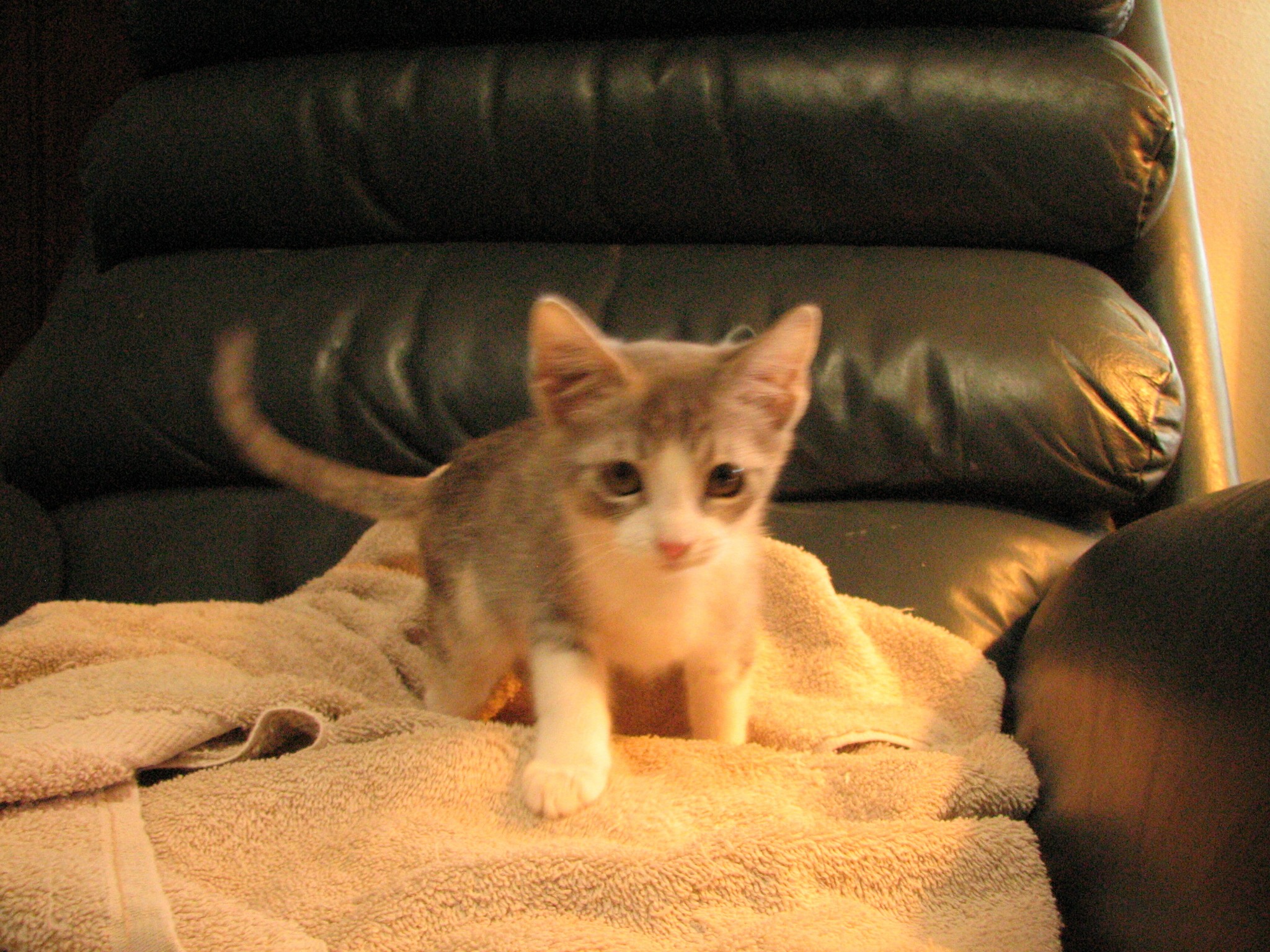 picture of Bonnie, a Domestic Short Hair dilute calico