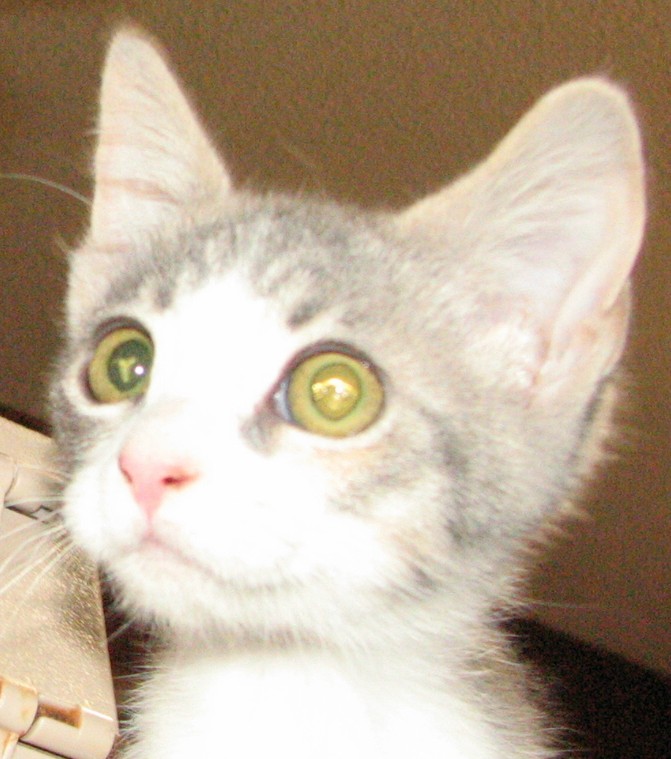 picture of Bonnie, a Domestic Short Hair dilute calico