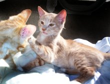another picture of Bob, a Domestic Short Hair buff/white