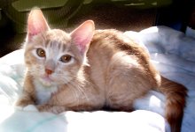 picture of Bob, a Domestic Short Hair buff/white
