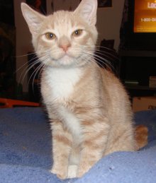 another picture of Jack, a Domestic Short Hair buff/white