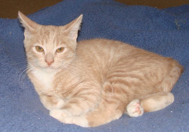 picture of Jack, a Domestic Short Hair buff/white