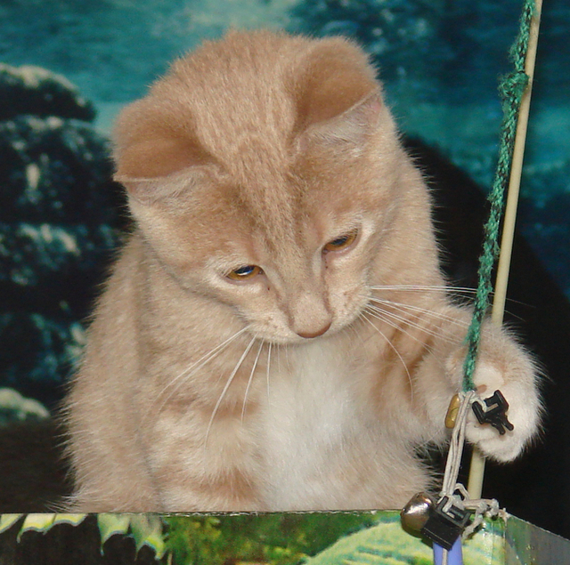 picture of Jack, a Domestic Short Hair buff/white