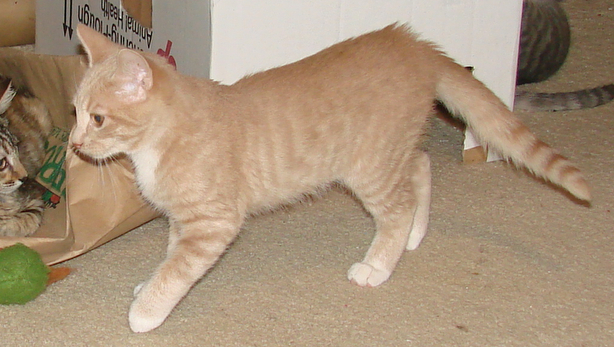 picture of Jack, a Domestic Short Hair buff/white