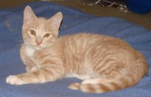 picture of Jack, a Domestic Short Hair buff/white