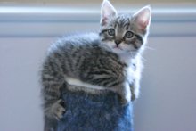 another picture of Kiley AKA Kielbasa, a Domestic Short Hair tabby