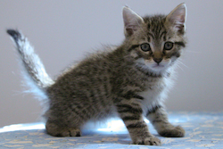 picture of Kiley AKA Kielbasa, a Domestic Short Hair tabby