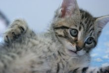 picture of Kiley AKA Kielbasa, a Domestic Short Hair tabby