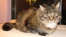 another picture of Manny, a Domestic Long Hair brown tabby/white