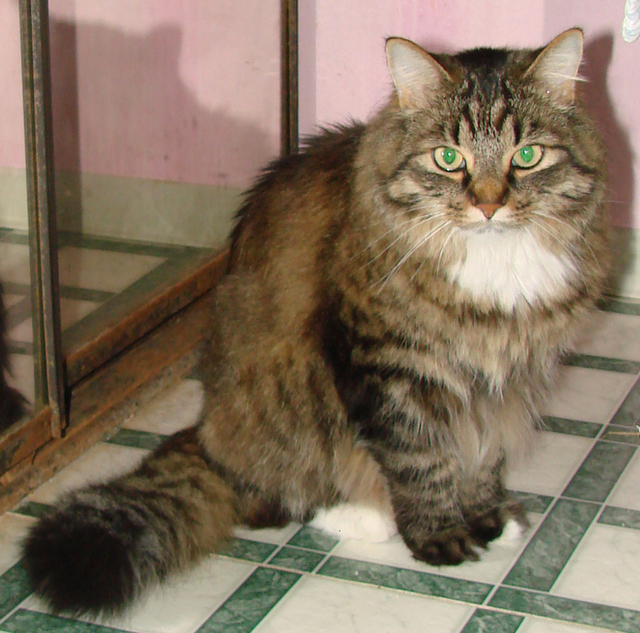 picture of Manny, a Domestic Long Hair brown tabby/white