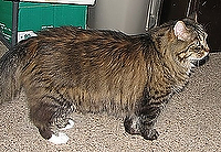 picture of Manny, a Domestic Long Hair brown tabby/white