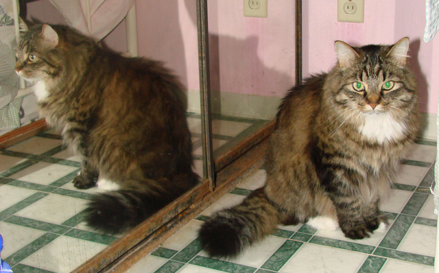 picture of Manny, a Domestic Long Hair brown tabby/white