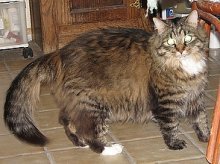 picture of Manny, a Domestic Long Hair brown tabby/white