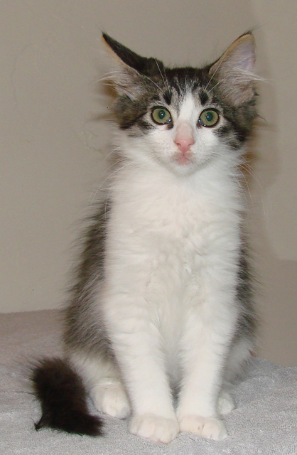 picture of Rebecca, a Domestic Medium Hair black/white